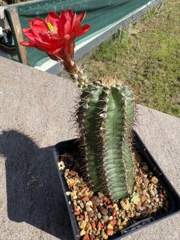 Echinocereus triglochidiatus